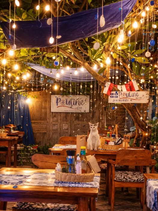 Poutine Gili Air - Cats at the restaurant